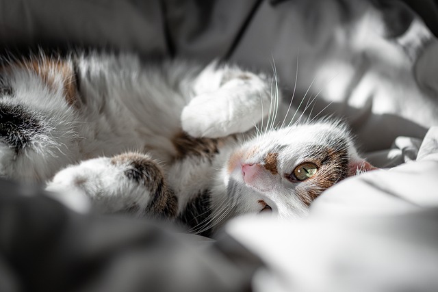 Sådan vælger du den perfekte auping seng til dit soveværelse